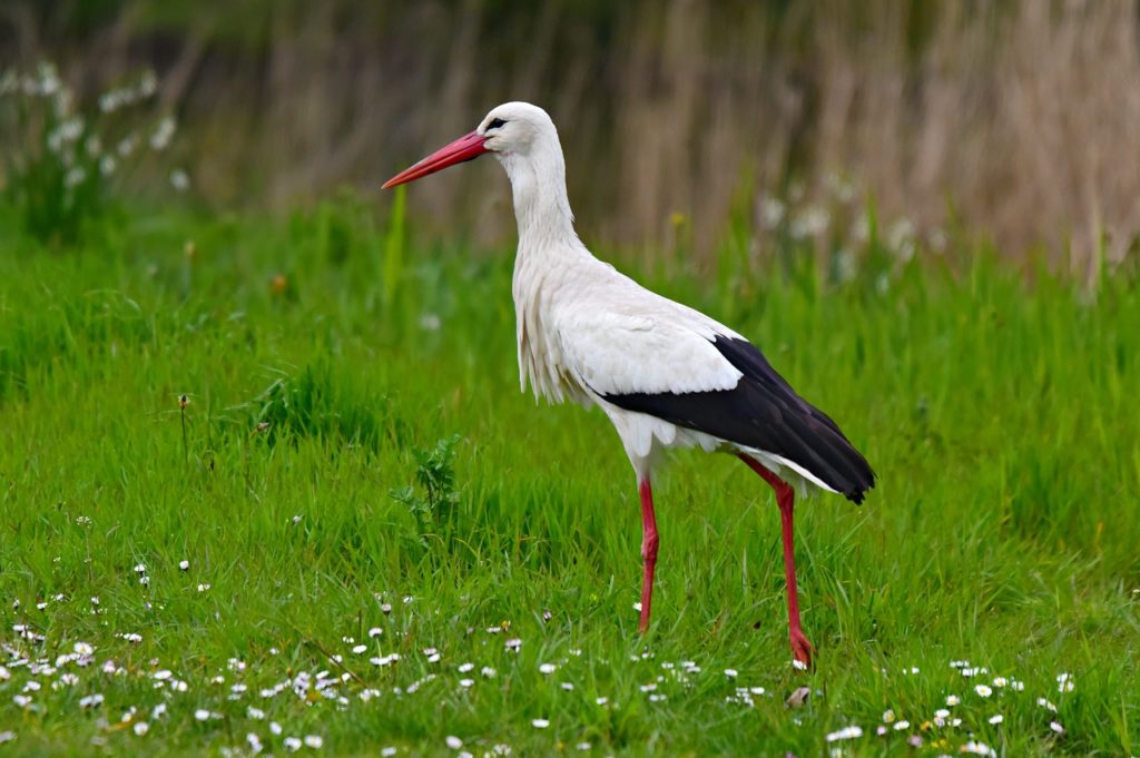 stork, bird, animal